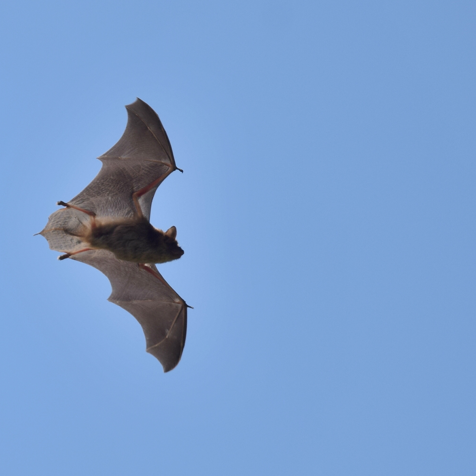 Hopewell Borough Park Bat Walk - logo